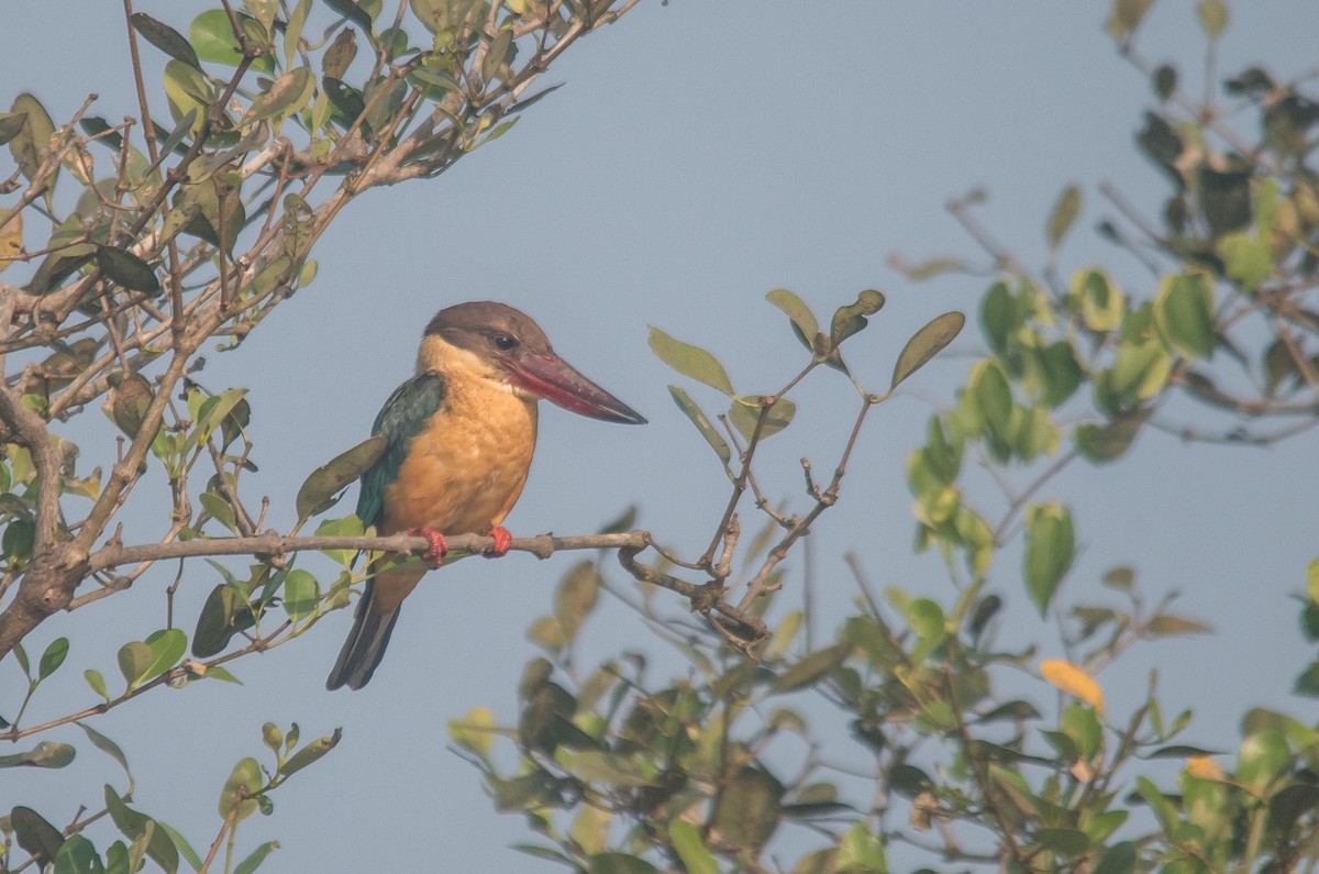 Stork-billed Kingfisher - ML647820763