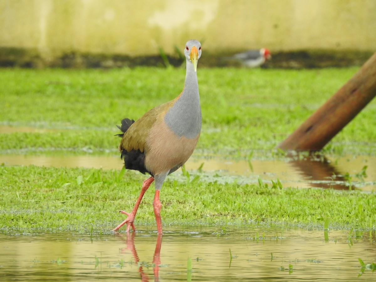 Giant Wood-Rail - ML647820765