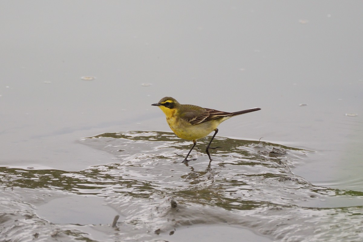 Eastern Yellow Wagtail - ML647820766