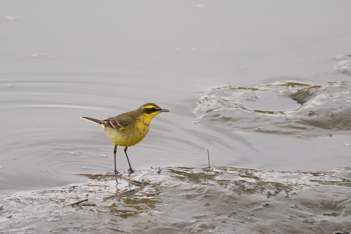 Eastern Yellow Wagtail - ML647820767