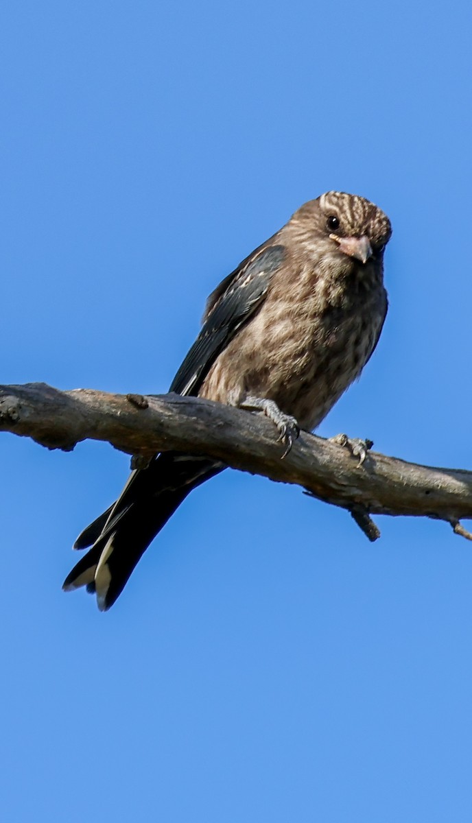 Dusky Woodswallow - ML647820771