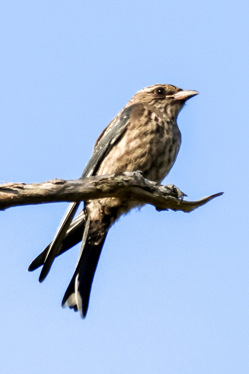 Dusky Woodswallow - ML647820772