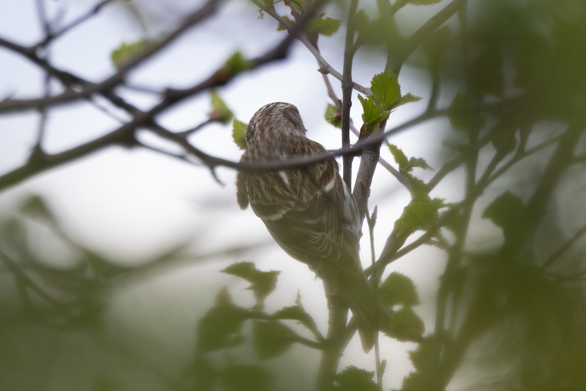Redpoll (Common) - ML647820774