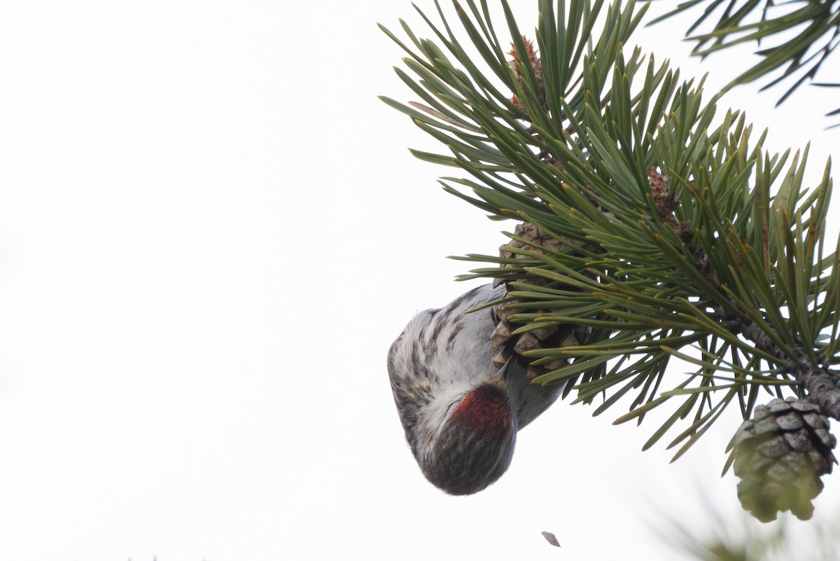 Redpoll (Common) - ML647820777