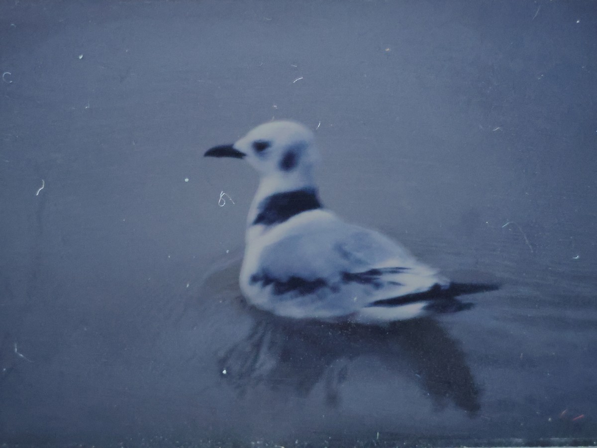 krykkje - ML647820781