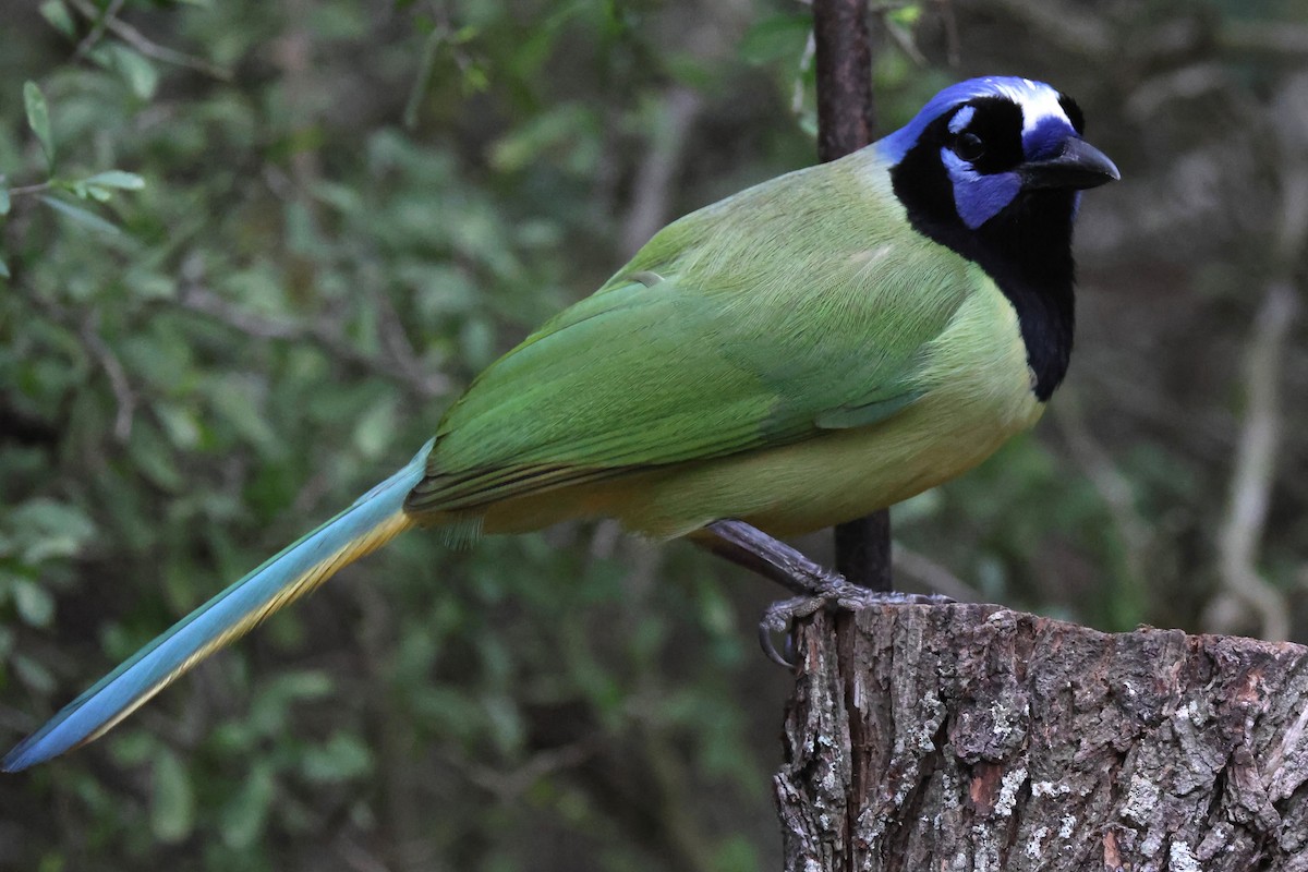 Green Jay - ML647820788