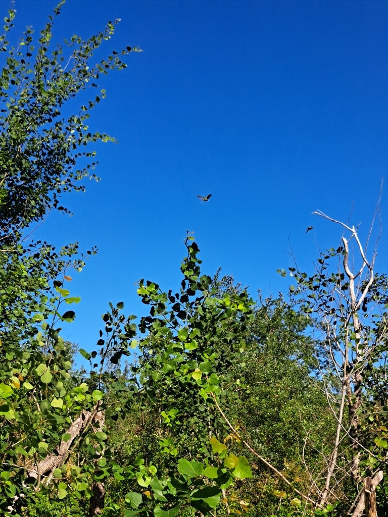 Рубиновогорлый колибри - ML647820817