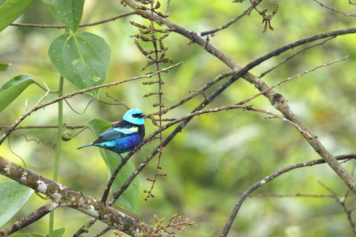 Blue-necked Tanager - ML647820858