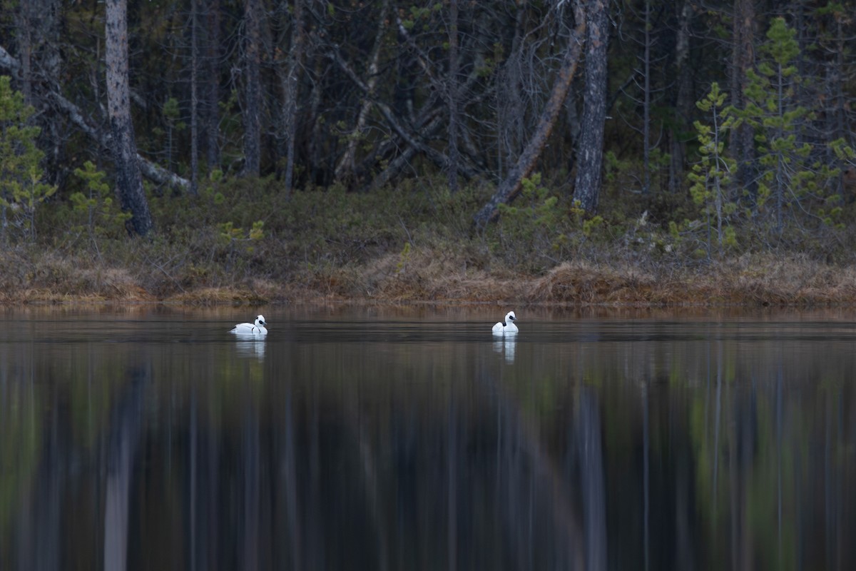 Zwergsäger - ML647820864