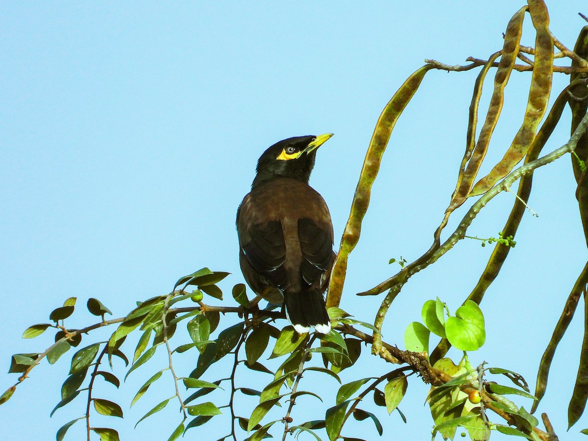 Hirtenmaina - ML647820865