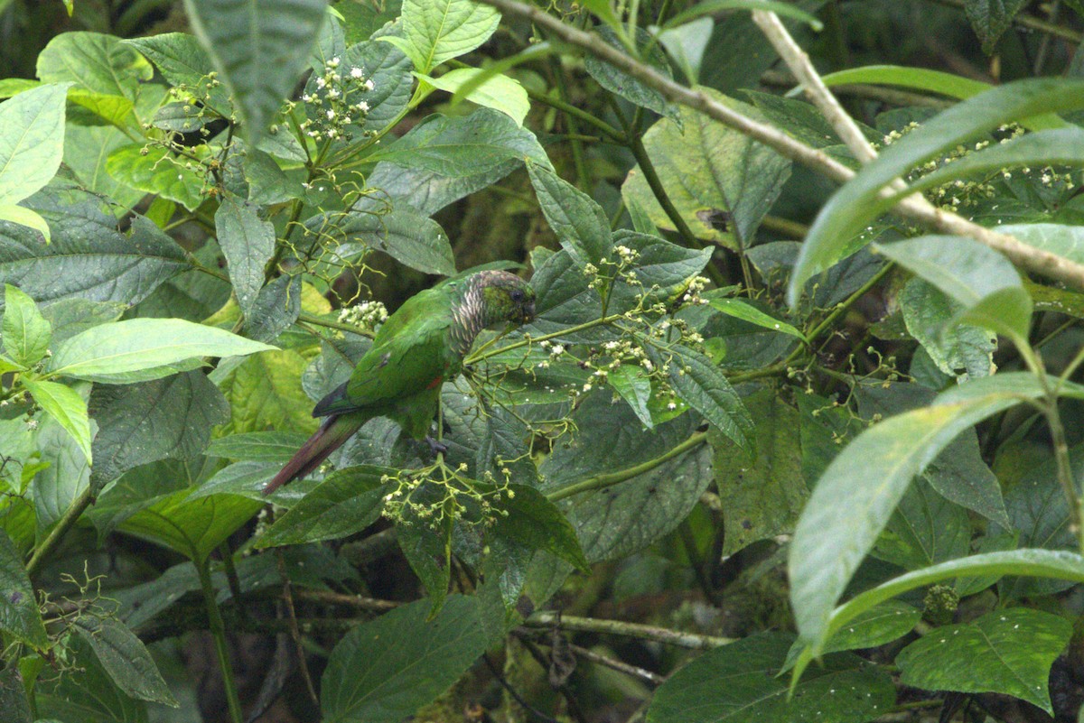 Braunschwanzsittich - ML647820866