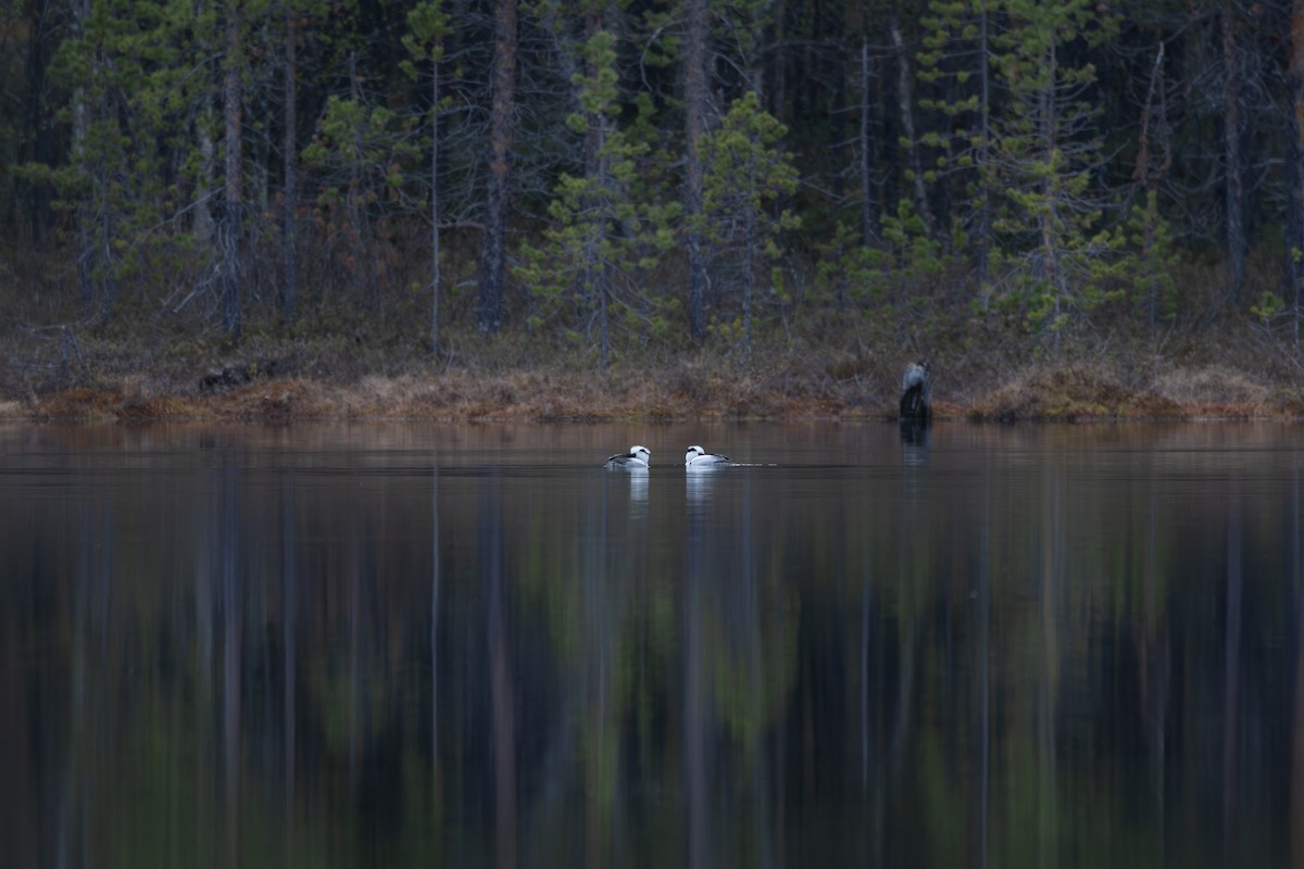 Zwergsäger - ML647820867