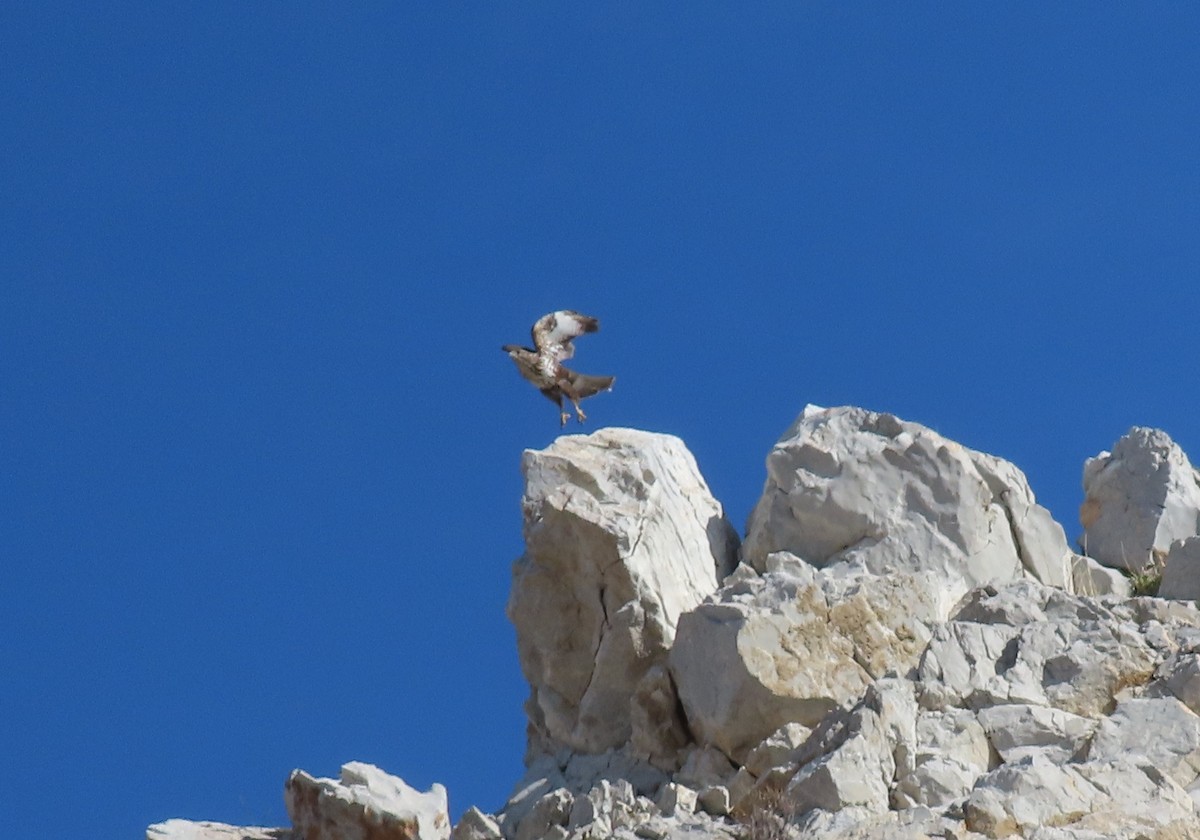 Mäusebussard - ML647820869