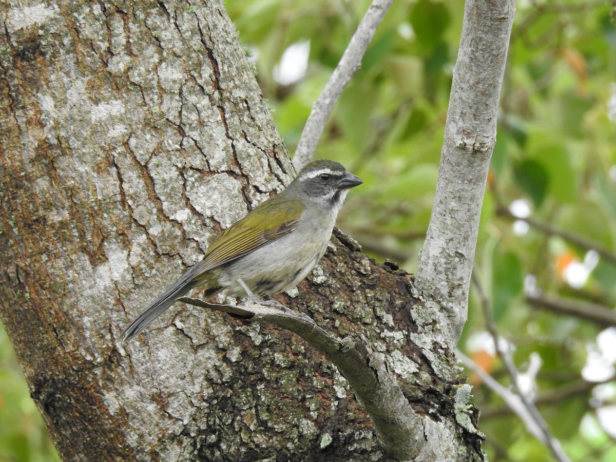 Grünschwingensaltator - ML647820872