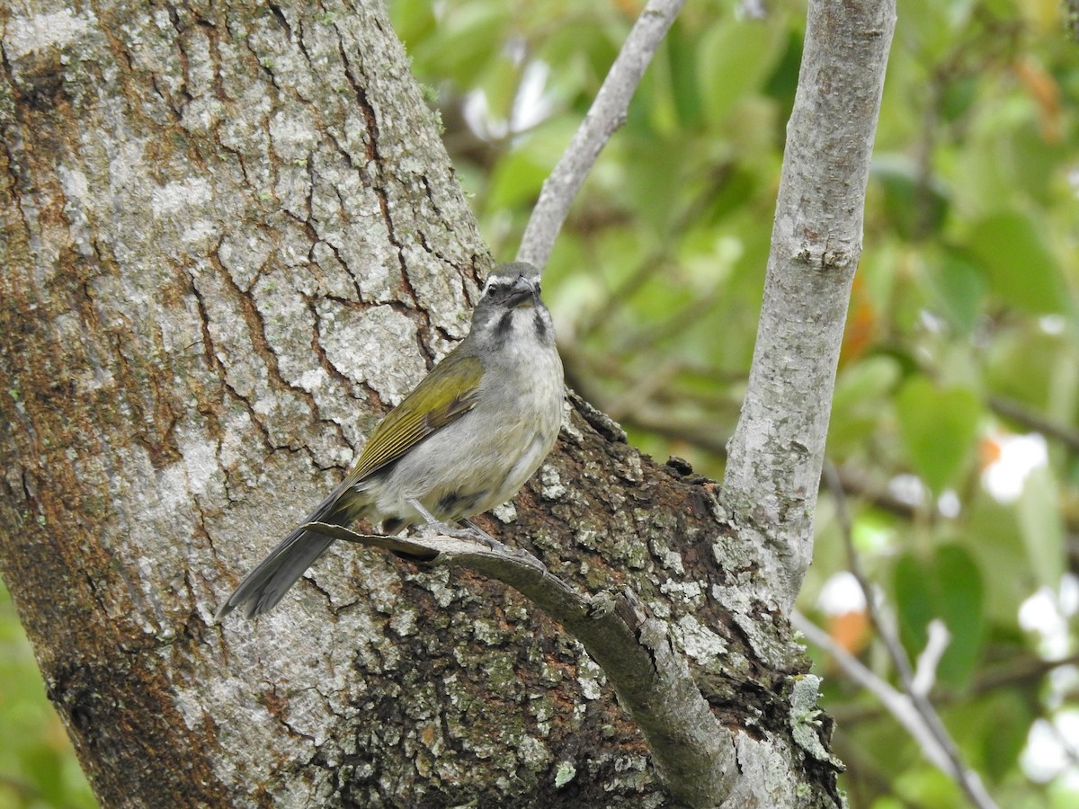 Grünschwingensaltator - ML647820873