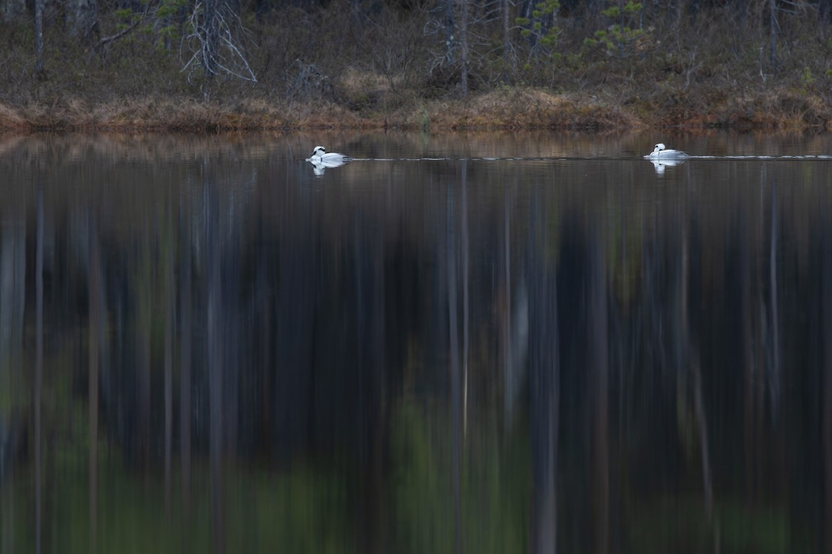 Zwergsäger - ML647820874