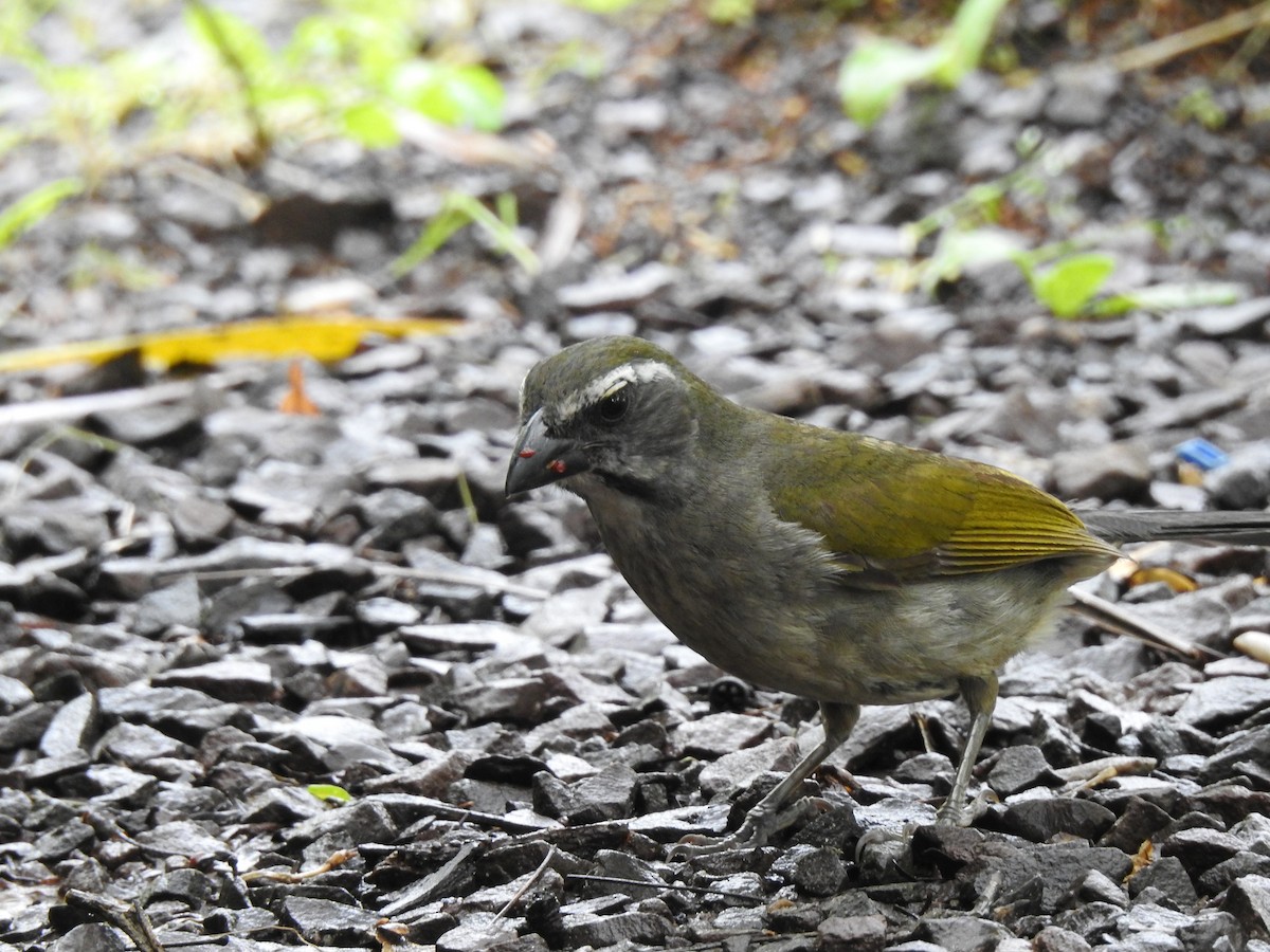 Grünschwingensaltator - ML647820876