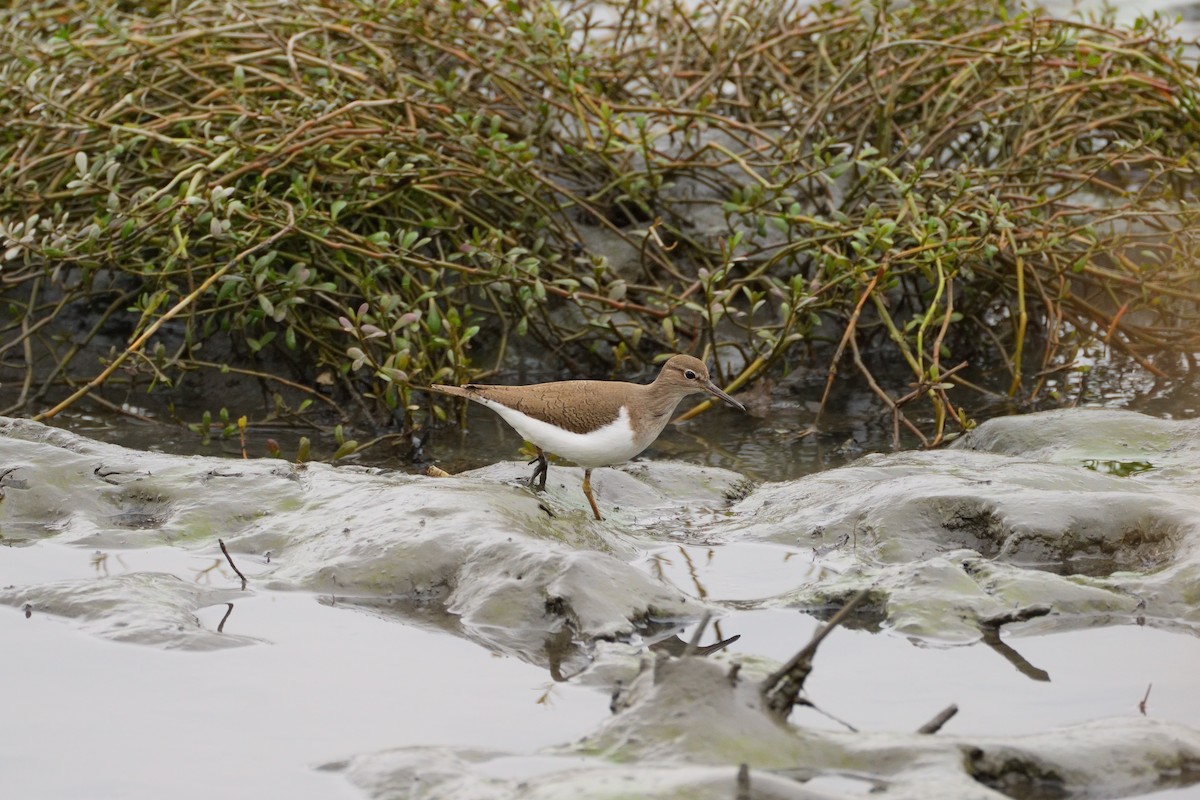 Flussuferläufer - ML647820877