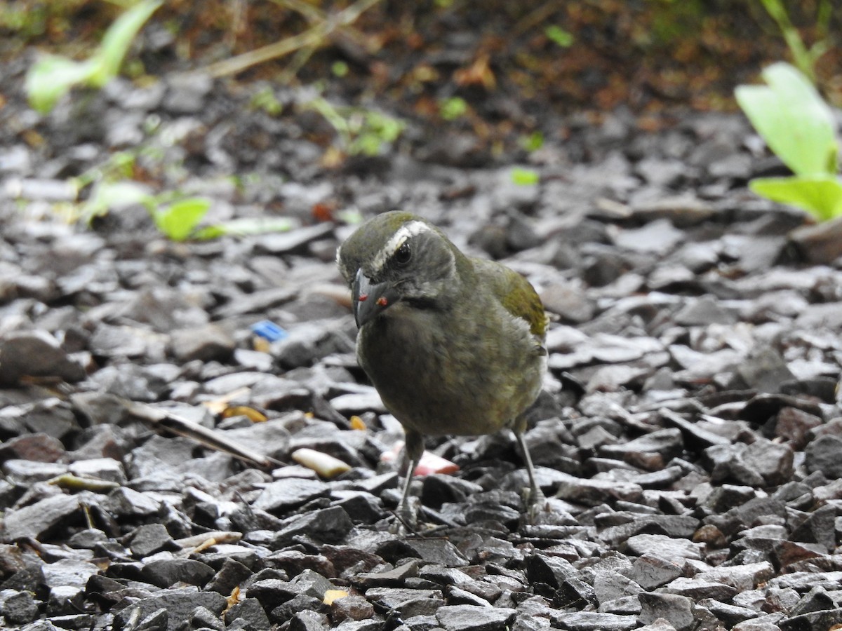 Grünschwingensaltator - ML647820879