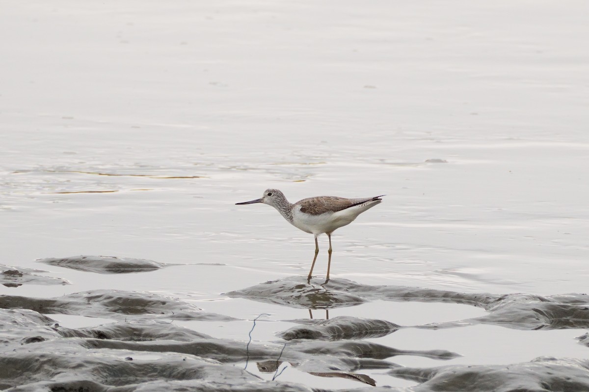 Grünschenkel - ML647820880