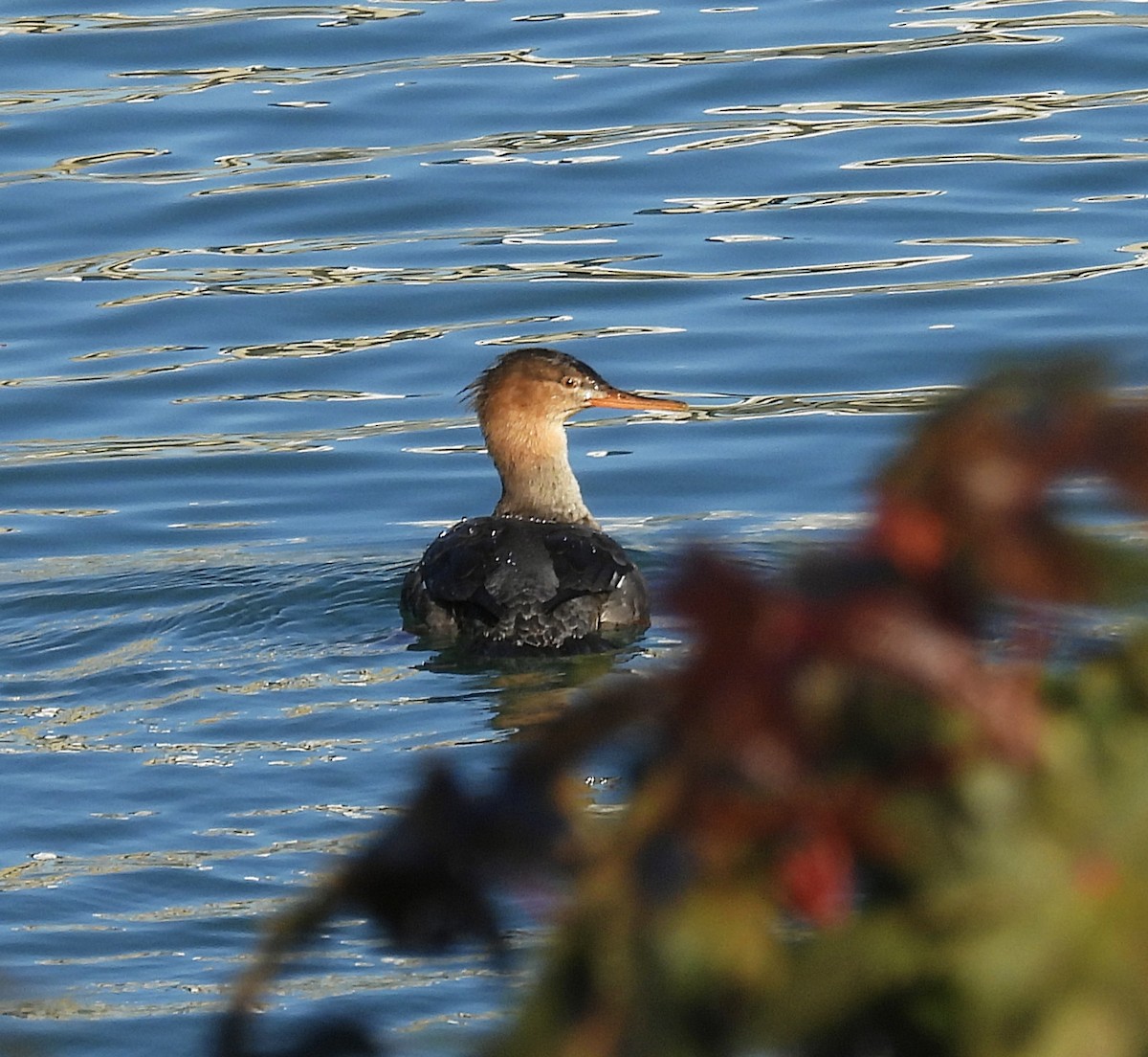 Mittelsäger - ML647820881