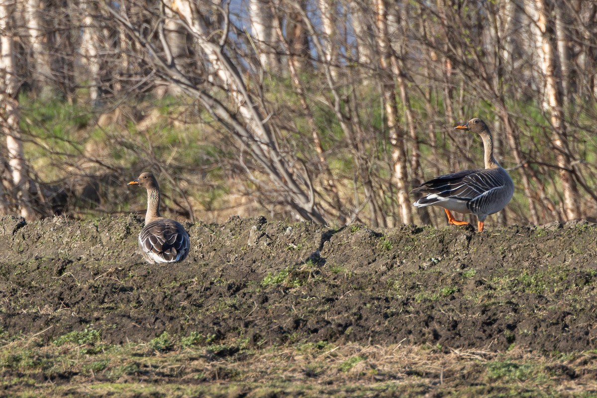 Waldsaatgans - ML647820882