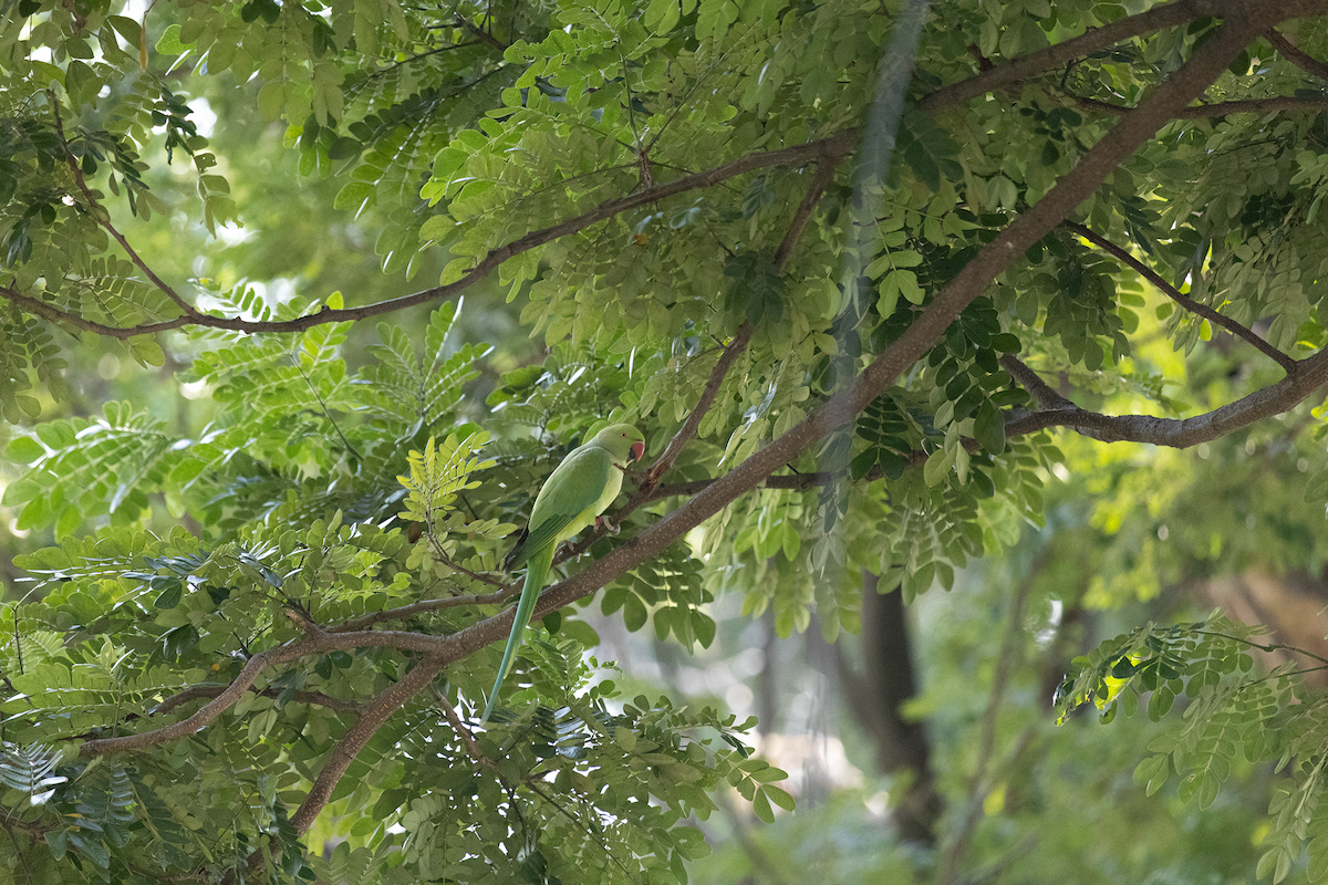 Halsbandsittich - ML647820883