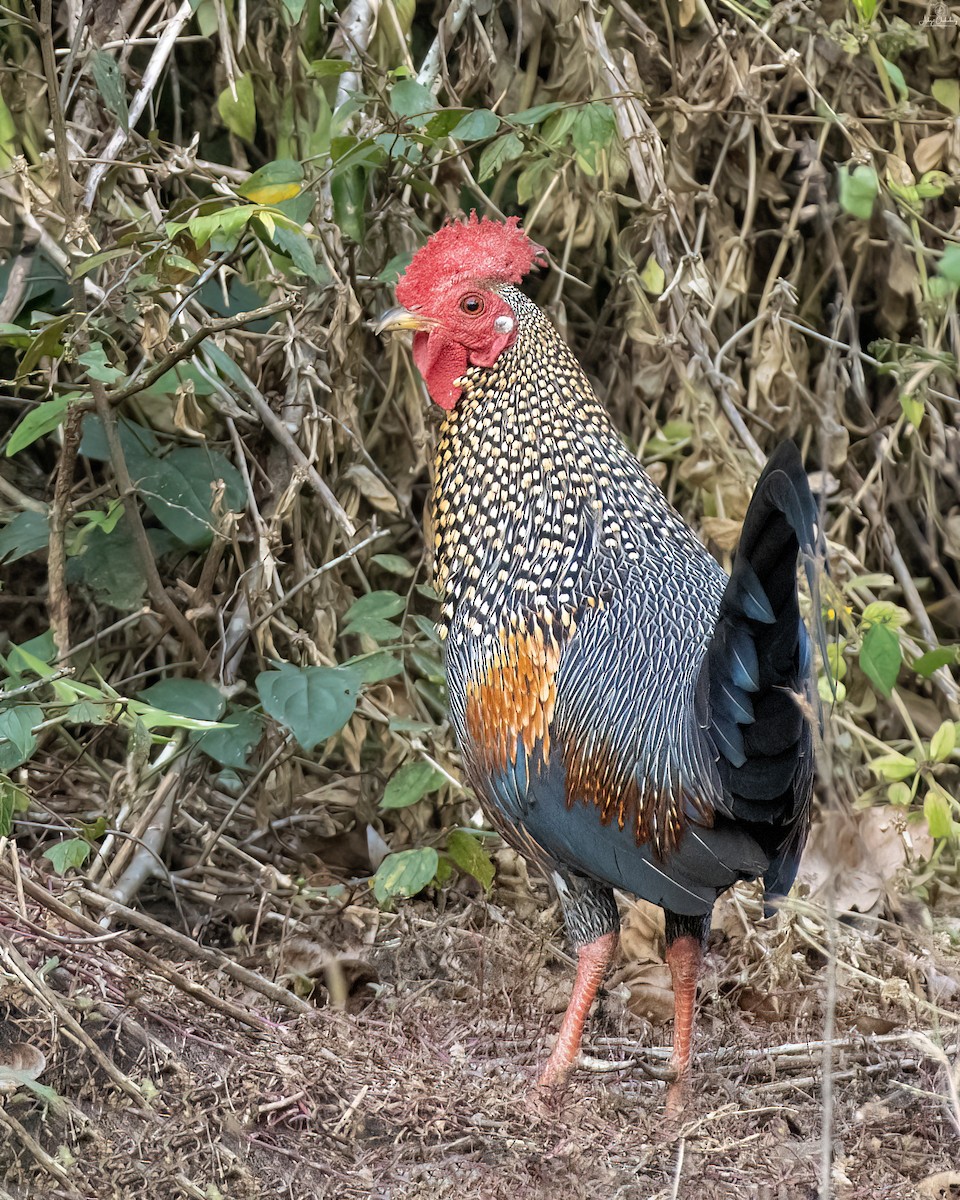 Sonnerathuhn - ML647820893