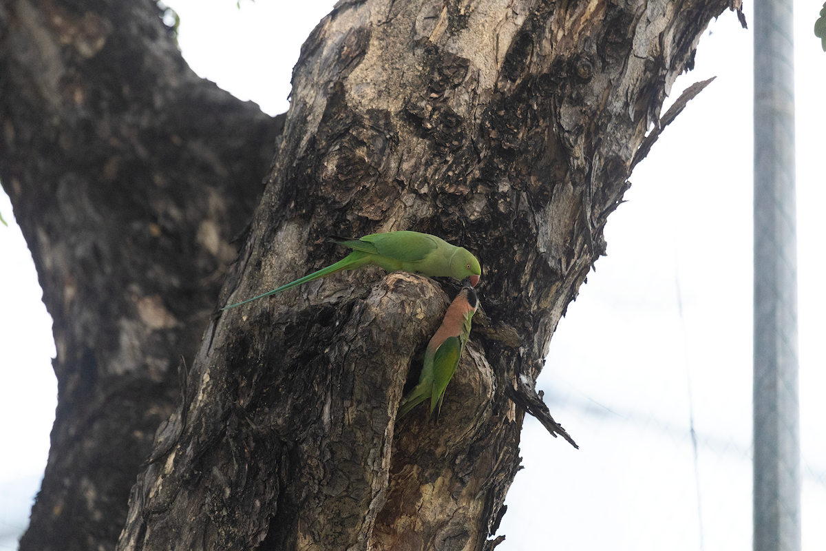 Bartsittich - ML647820894