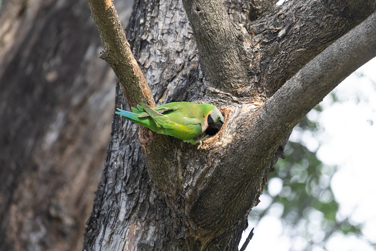 Bartsittich - ML647820895