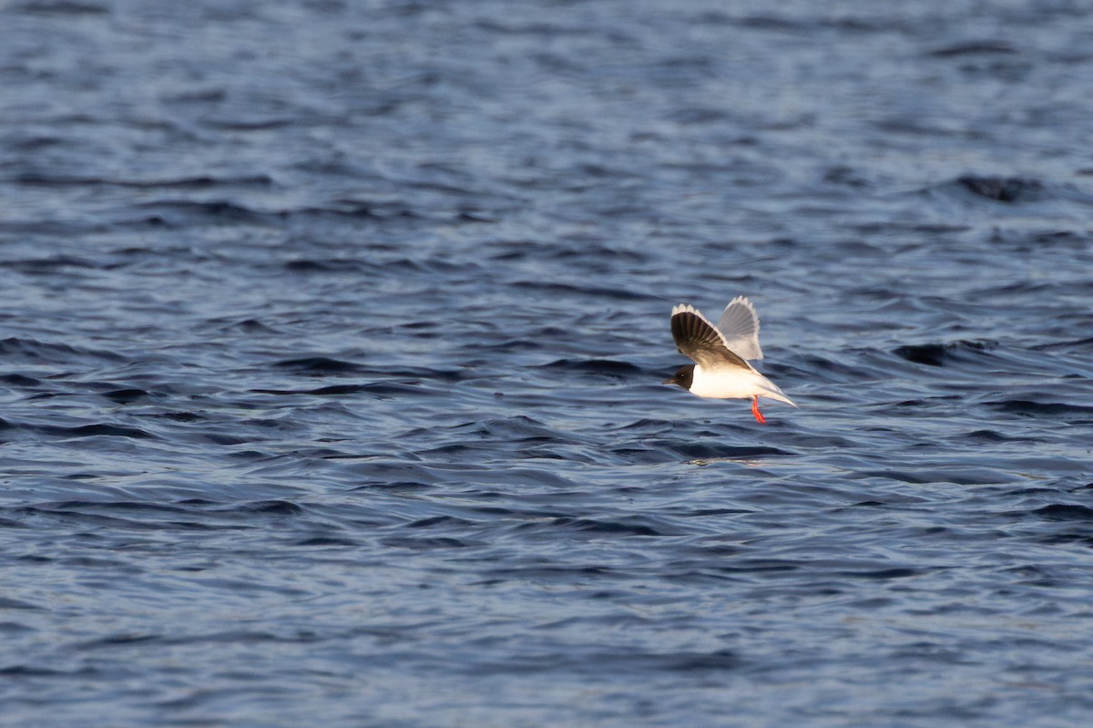 Zwergmöwe - ML647820897