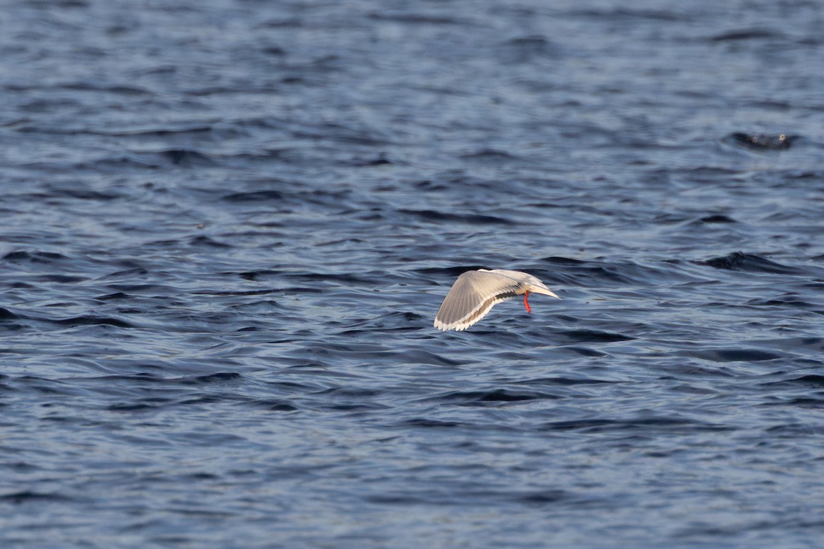 Zwergmöwe - ML647820898