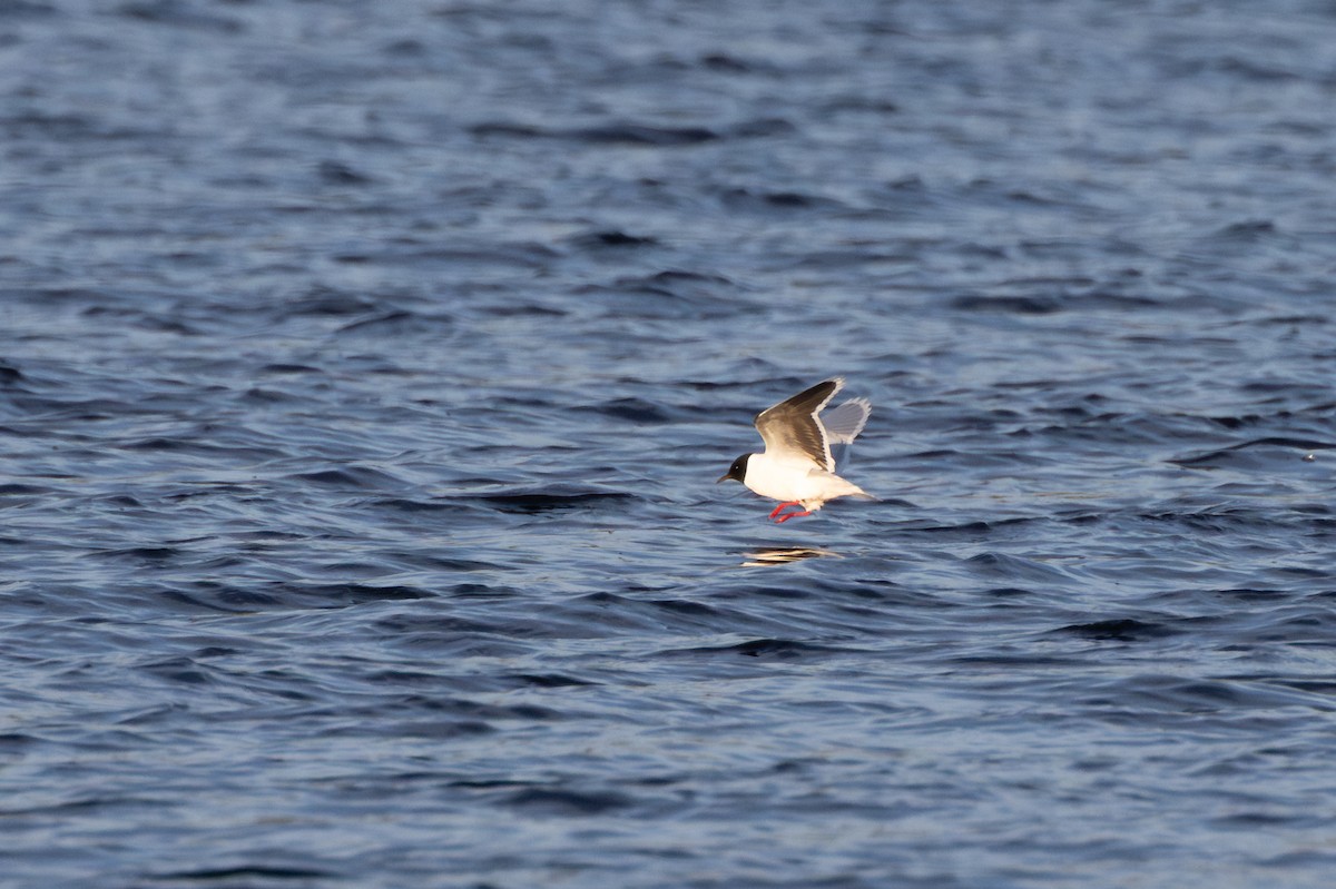 Zwergmöwe - ML647820899