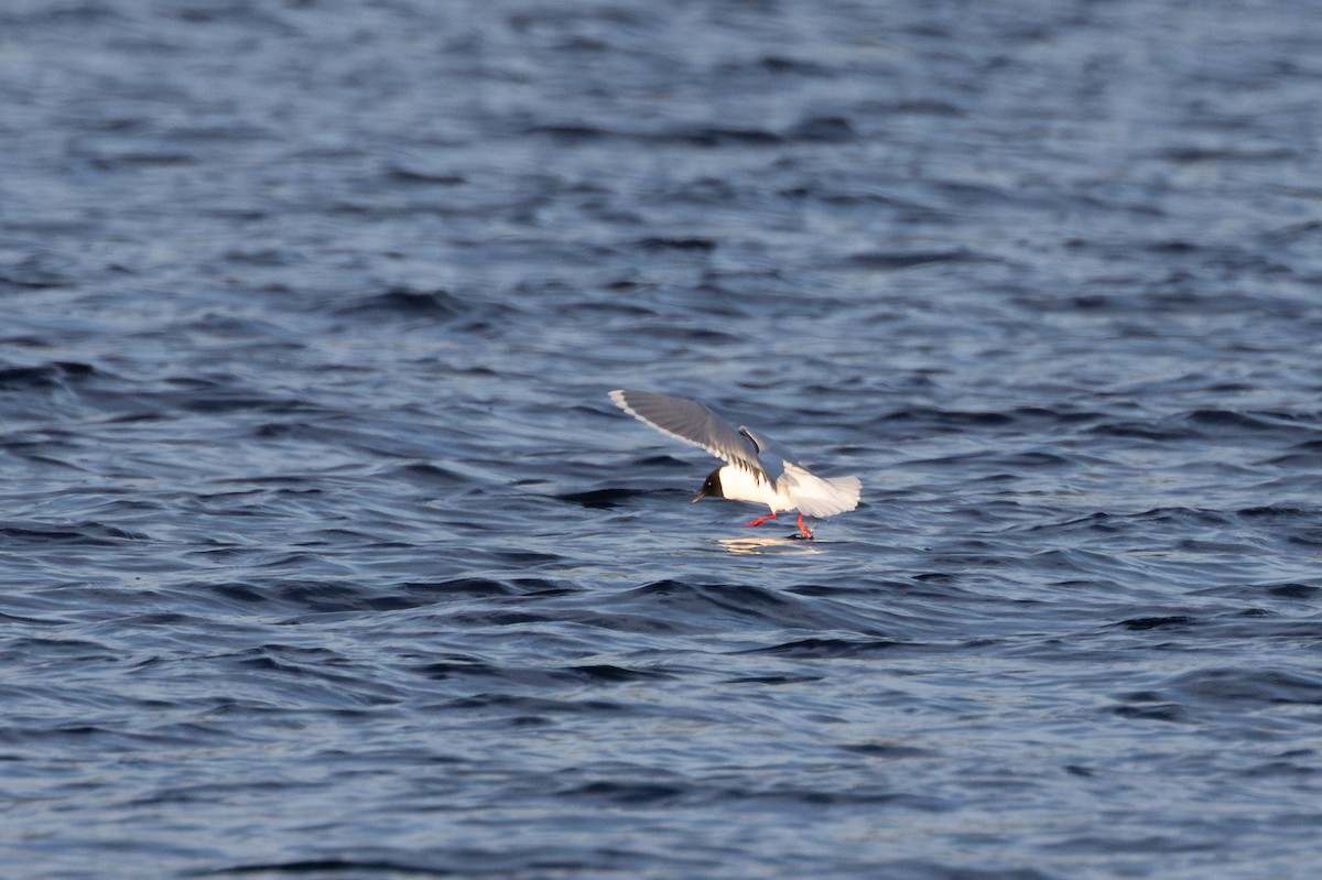 Zwergmöwe - ML647820900