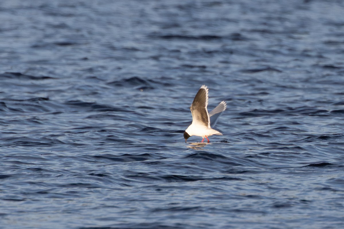 Zwergmöwe - ML647820901