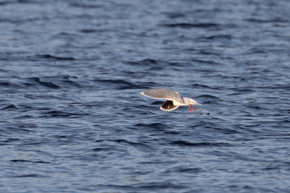 Zwergmöwe - ML647820902