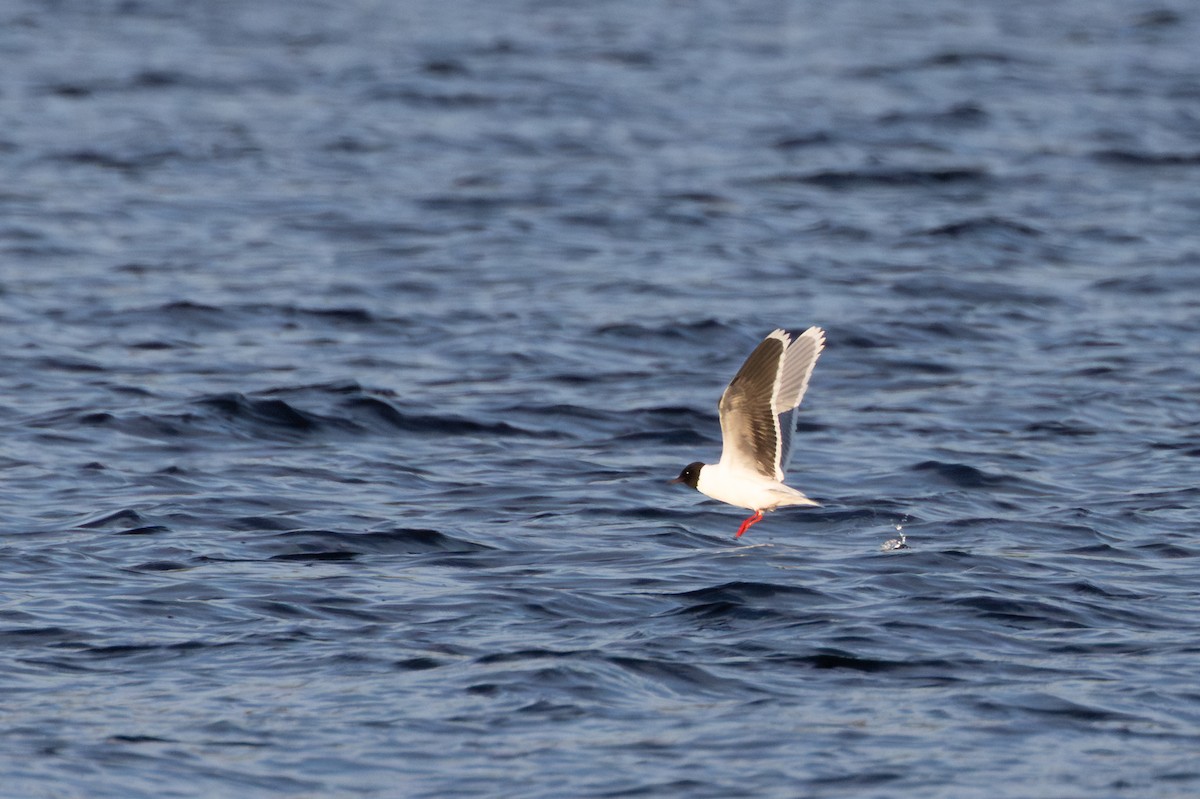 Zwergmöwe - ML647820903