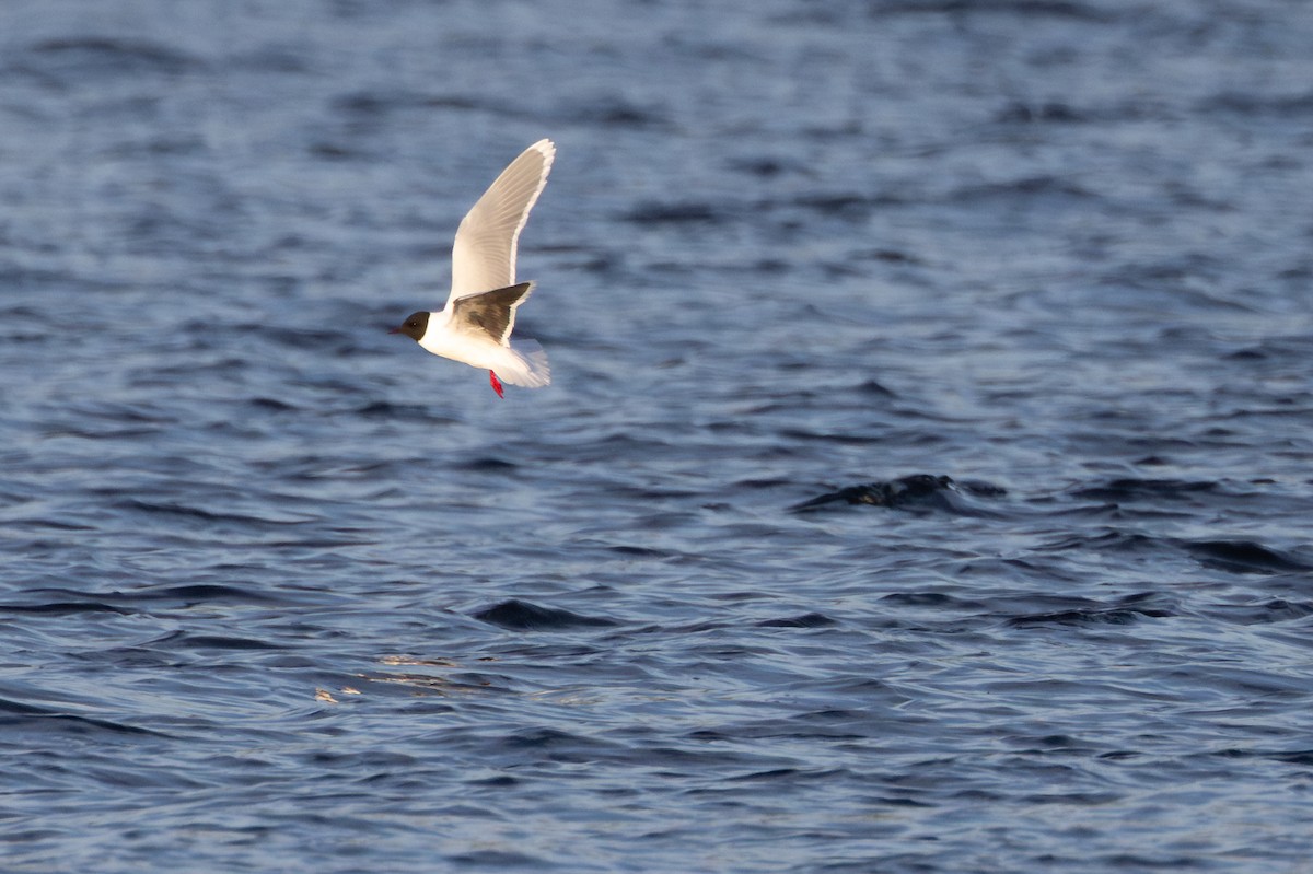 Zwergmöwe - ML647820904