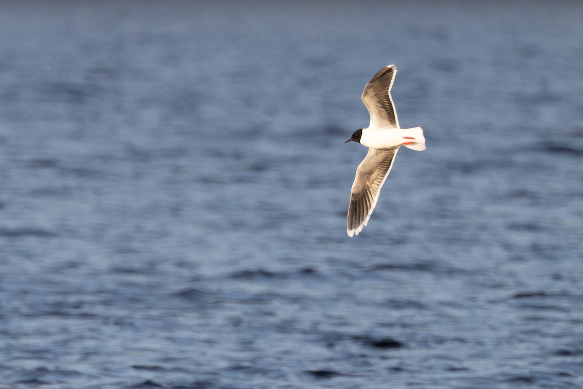 Zwergmöwe - ML647820905