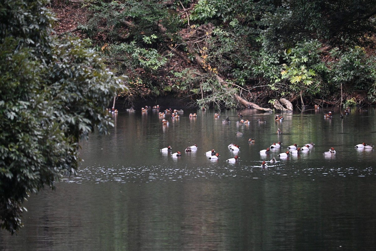 Mandarin Duck - ML647820916