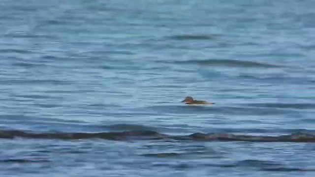 Green-winged Teal - ML647820922