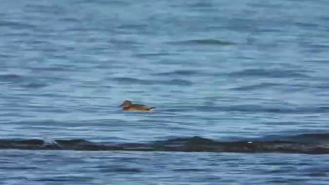 Pallas's Gull - ML647820923