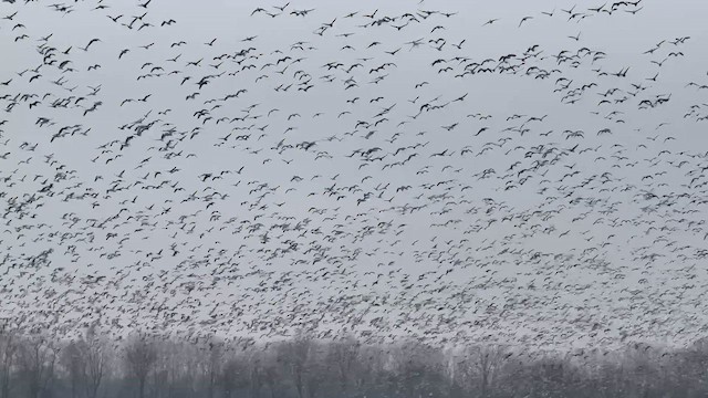 Snow Goose - ML647820927