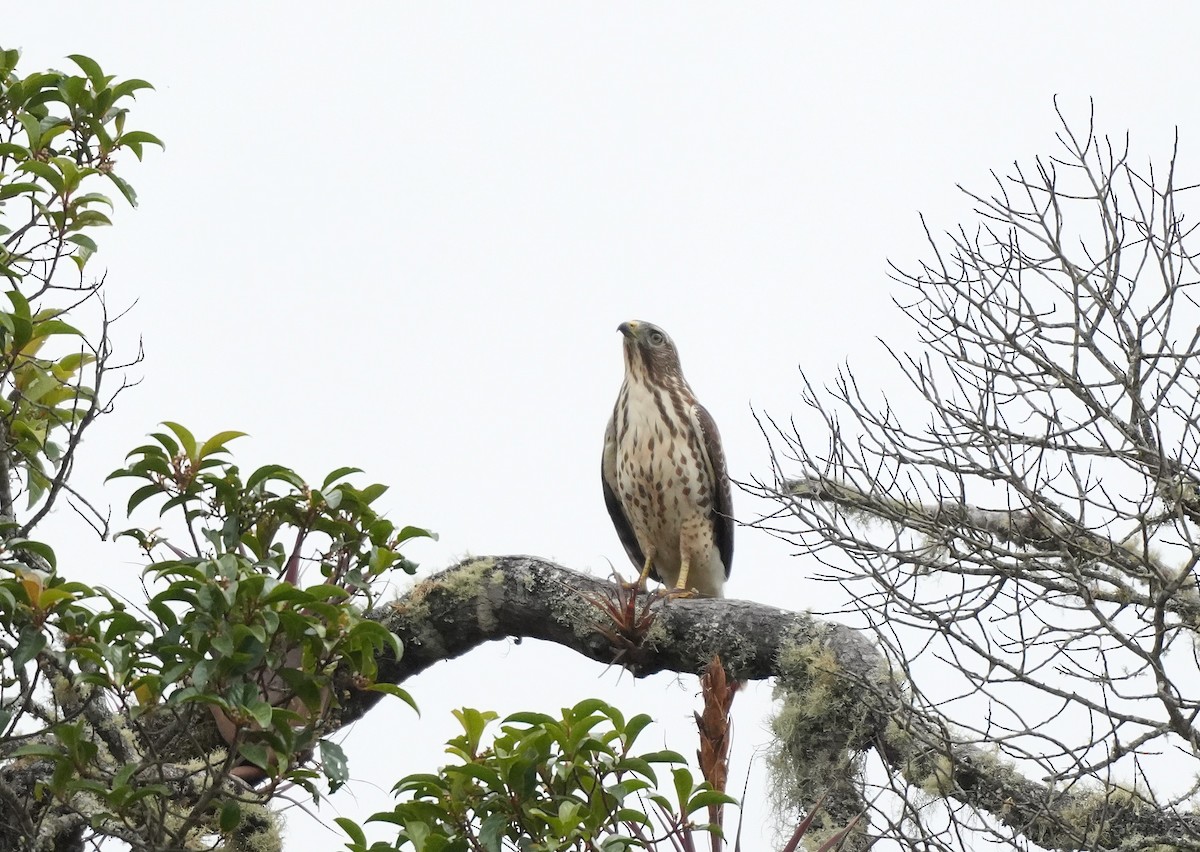 Broad-winged Hawk - ML647820935