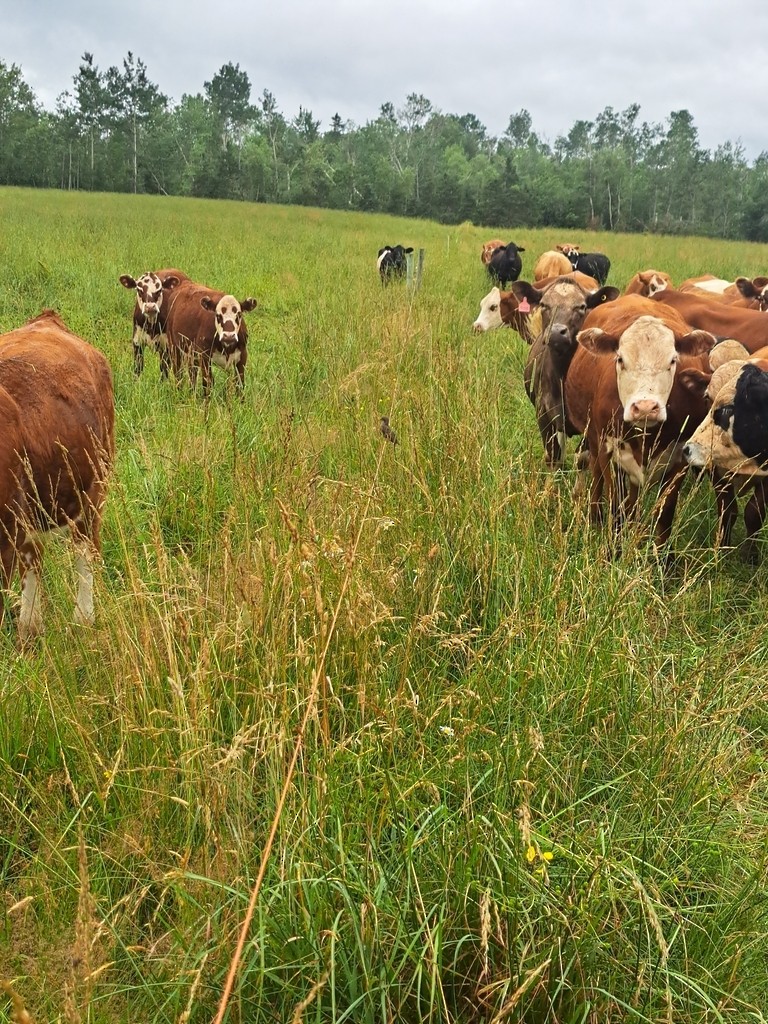 Коровий трупиал, буроголовый желтушник - ML647820939