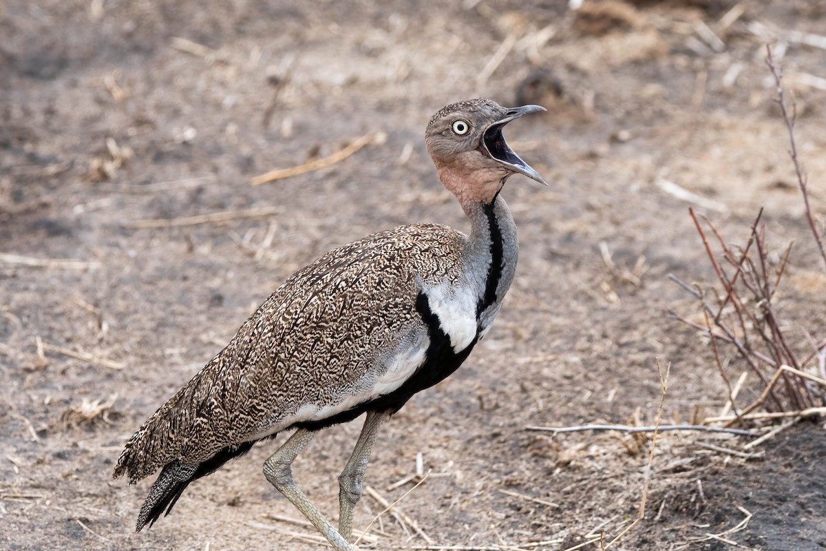 bruntopptrappe - ML647820941