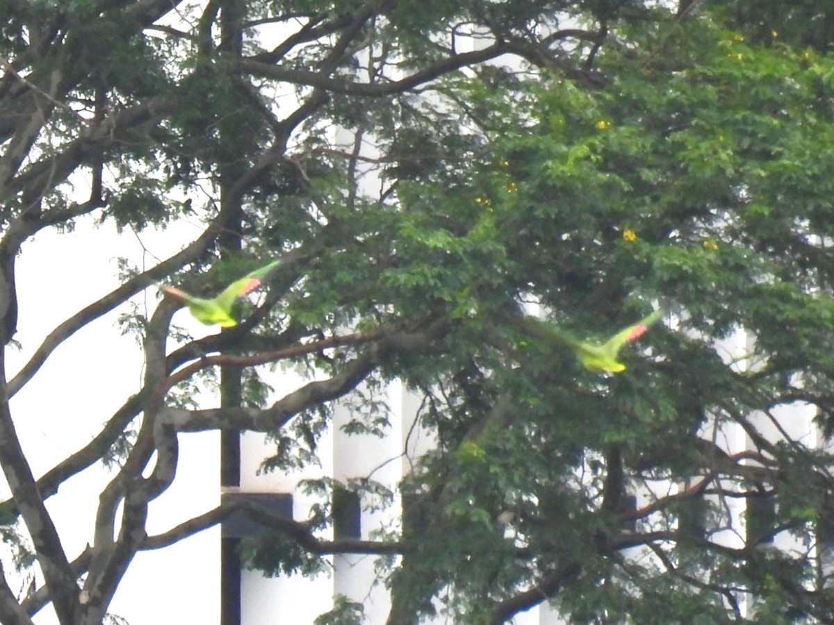 コミドリコンゴウインコ - ML647820949