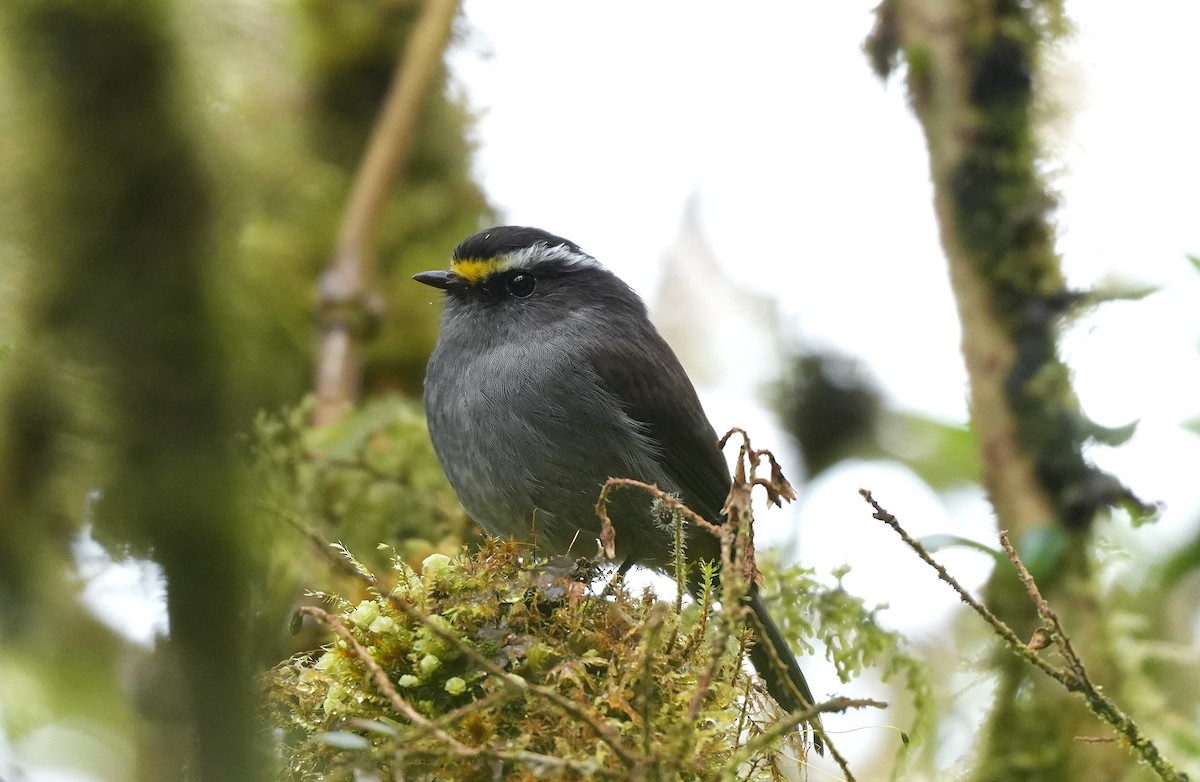 チャガシラヒタキタイランチョウ（frontalis／albidiadema） - ML647820950