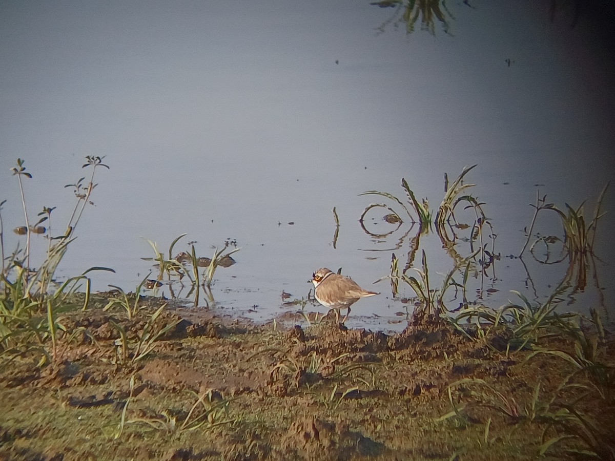 コチドリ - ML647820951