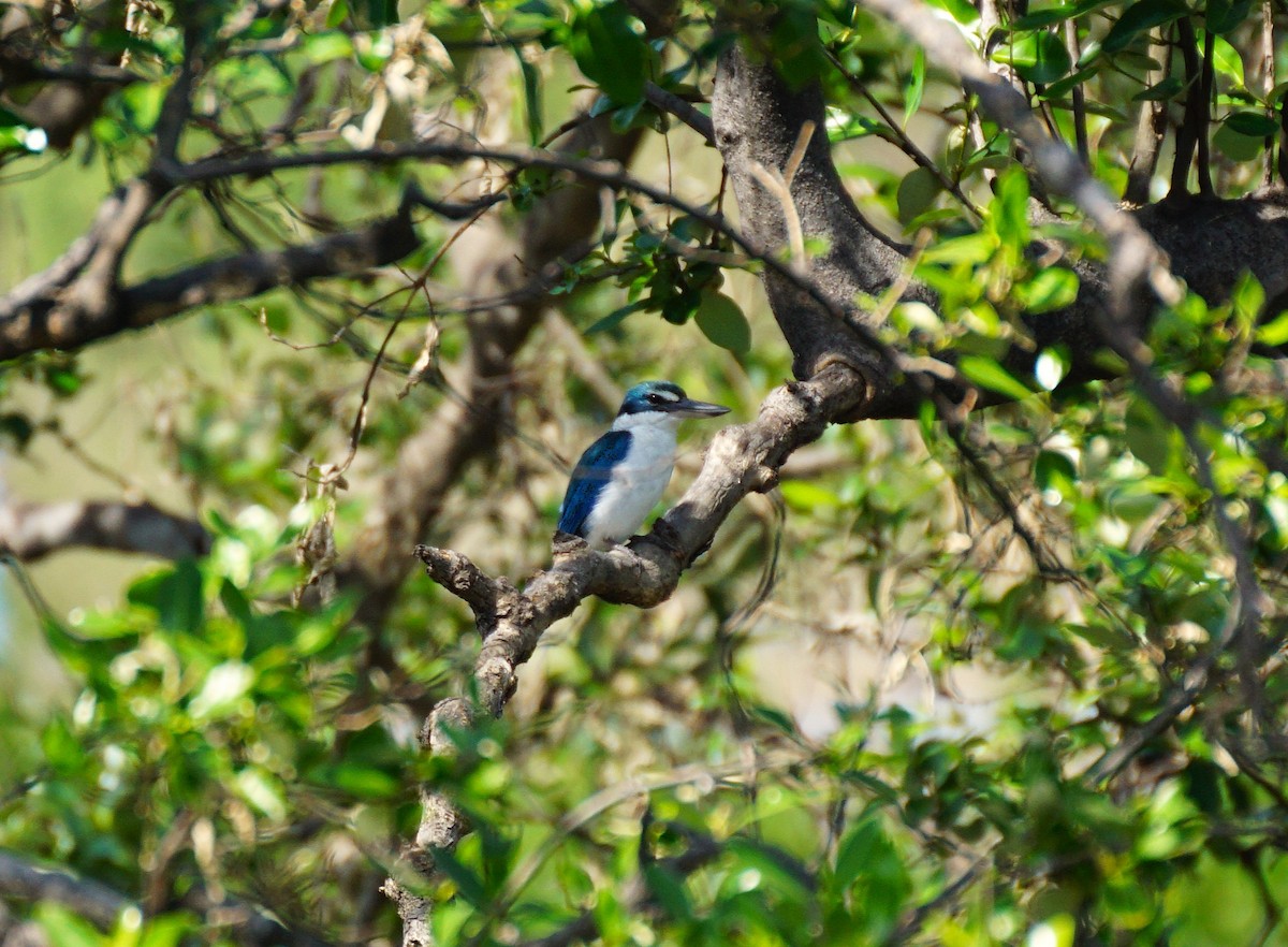 ナンヨウショウビン - ML647820952